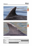 2019 East Coast Scotland Bottlenose Dolphin Photo-ID Catalogue, image ID 1955