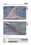2019 East Coast Scotland Bottlenose Dolphin Photo-ID Catalogue, image ID 1958