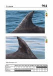 2019 East Coast Scotland Bottlenose Dolphin Photo-ID Catalogue, image ID 1959