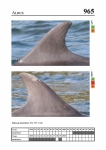 2019 East Coast Scotland Bottlenose Dolphin Photo-ID Catalogue, image ID 1960