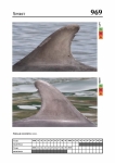 2019 East Coast Scotland Bottlenose Dolphin Photo-ID Catalogue, image ID 1961