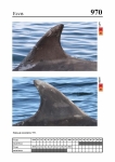2019 East Coast Scotland Bottlenose Dolphin Photo-ID Catalogue, image ID 1962