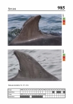 2019 East Coast Scotland Bottlenose Dolphin Photo-ID Catalogue, image ID 1965