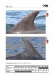 2019 East Coast Scotland Bottlenose Dolphin Photo-ID Catalogue, image ID 1967