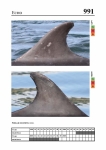 2019 East Coast Scotland Bottlenose Dolphin Photo-ID Catalogue, image ID 1968