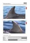 2019 East Coast Scotland Bottlenose Dolphin Photo-ID Catalogue, image ID 1969