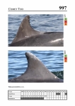 2019 East Coast Scotland Bottlenose Dolphin Photo-ID Catalogue, image ID 1971