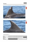 2019 East Coast Scotland Bottlenose Dolphin Photo-ID Catalogue, image ID 1972