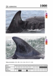 2019 East Coast Scotland Bottlenose Dolphin Photo-ID Catalogue, image ID 1973
