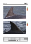 2019 East Coast Scotland Bottlenose Dolphin Photo-ID Catalogue, image ID 1974