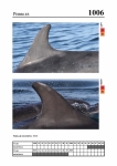 2019 East Coast Scotland Bottlenose Dolphin Photo-ID Catalogue, image ID 1975