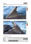 2019 East Coast Scotland Bottlenose Dolphin Photo-ID Catalogue, image ID 1976