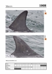 2019 East Coast Scotland Bottlenose Dolphin Photo-ID Catalogue, image ID 1977