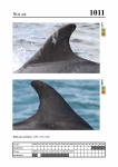 2019 East Coast Scotland Bottlenose Dolphin Photo-ID Catalogue, image ID 1978