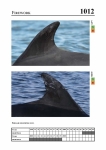 2019 East Coast Scotland Bottlenose Dolphin Photo-ID Catalogue, image ID 1979