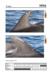 2019 East Coast Scotland Bottlenose Dolphin Photo-ID Catalogue, image ID 1982