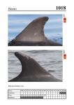 2019 East Coast Scotland Bottlenose Dolphin Photo-ID Catalogue, image ID 1983