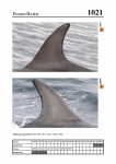 2019 East Coast Scotland Bottlenose Dolphin Photo-ID Catalogue, image ID 1985