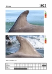 2019 East Coast Scotland Bottlenose Dolphin Photo-ID Catalogue, image ID 1986