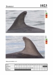 2019 East Coast Scotland Bottlenose Dolphin Photo-ID Catalogue, image ID 1987