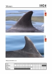 2019 East Coast Scotland Bottlenose Dolphin Photo-ID Catalogue, image ID 1988