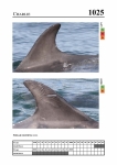 2019 East Coast Scotland Bottlenose Dolphin Photo-ID Catalogue, image ID 1989