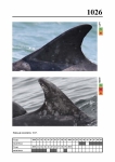 2019 East Coast Scotland Bottlenose Dolphin Photo-ID Catalogue, image ID 1990