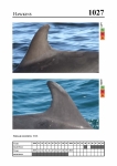 2019 East Coast Scotland Bottlenose Dolphin Photo-ID Catalogue, image ID 1991