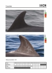 2019 East Coast Scotland Bottlenose Dolphin Photo-ID Catalogue, image ID 1992