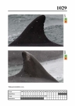 2019 East Coast Scotland Bottlenose Dolphin Photo-ID Catalogue, image ID 1993