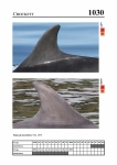 2019 East Coast Scotland Bottlenose Dolphin Photo-ID Catalogue, image ID 1994