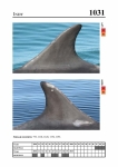 2019 East Coast Scotland Bottlenose Dolphin Photo-ID Catalogue, image ID 1995