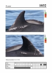 2019 East Coast Scotland Bottlenose Dolphin Photo-ID Catalogue, image ID 1996