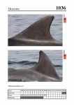 2019 East Coast Scotland Bottlenose Dolphin Photo-ID Catalogue, image ID 1998