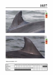 2019 East Coast Scotland Bottlenose Dolphin Photo-ID Catalogue, image ID 1999