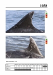 2019 East Coast Scotland Bottlenose Dolphin Photo-ID Catalogue, image ID 2000