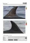 2019 East Coast Scotland Bottlenose Dolphin Photo-ID Catalogue, image ID 2002