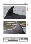 2019 East Coast Scotland Bottlenose Dolphin Photo-ID Catalogue, image ID 2003