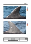2019 East Coast Scotland Bottlenose Dolphin Photo-ID Catalogue, image ID 2004