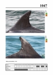 2019 East Coast Scotland Bottlenose Dolphin Photo-ID Catalogue, image ID 2005