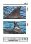 2019 East Coast Scotland Bottlenose Dolphin Photo-ID Catalogue, image ID 2007