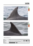 2019 East Coast Scotland Bottlenose Dolphin Photo-ID Catalogue, image ID 2008