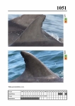 2019 East Coast Scotland Bottlenose Dolphin Photo-ID Catalogue, image ID 2009