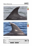 2019 East Coast Scotland Bottlenose Dolphin Photo-ID Catalogue, image ID 2010