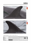 2019 East Coast Scotland Bottlenose Dolphin Photo-ID Catalogue, image ID 2012