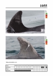 2019 East Coast Scotland Bottlenose Dolphin Photo-ID Catalogue, image ID 2013