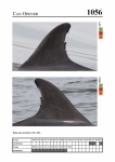 2019 East Coast Scotland Bottlenose Dolphin Photo-ID Catalogue, image ID 2014