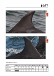 2019 East Coast Scotland Bottlenose Dolphin Photo-ID Catalogue, image ID 2015