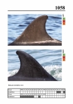 2019 East Coast Scotland Bottlenose Dolphin Photo-ID Catalogue, image ID 2016