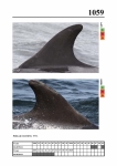2019 East Coast Scotland Bottlenose Dolphin Photo-ID Catalogue, image ID 2017